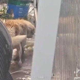 暴雨淹没狗窝狗妈妈一次次叼出小狗伟大的母爱 西安·华严寺
