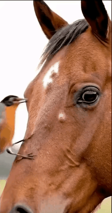 马儿流下了感动的泪水，万物皆有灵～