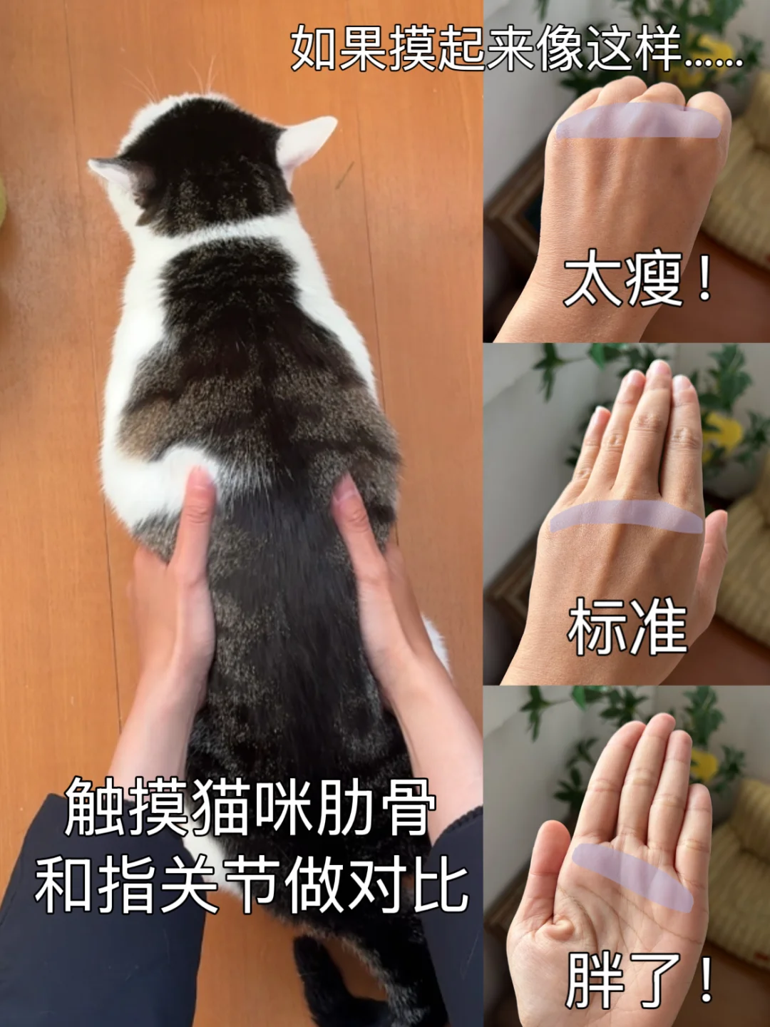 最近学到一种很新的测试猫咪体型的方法