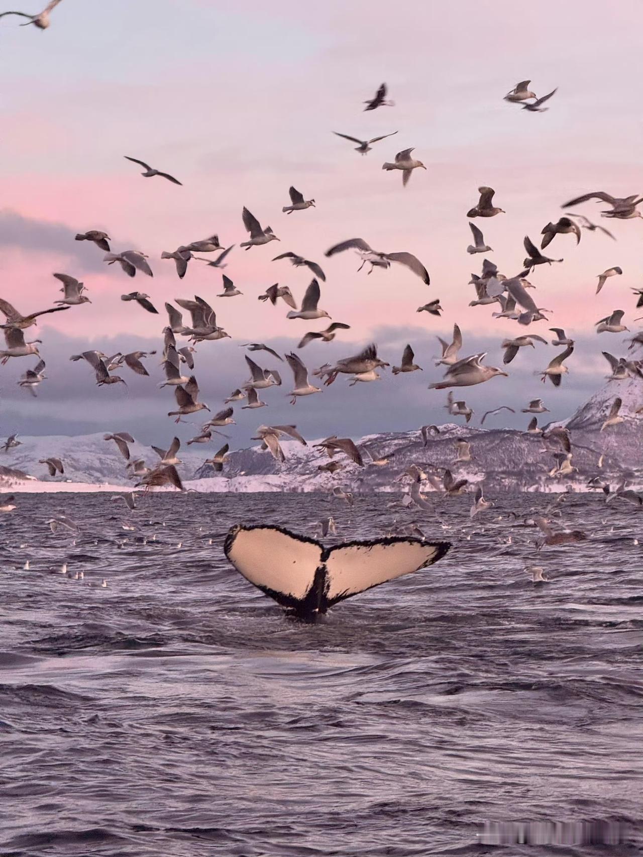 海雾里的好运：粉霞与鲸尾撞了个满怀
 
粉紫色的雾裹住海面时，鲸尾一扬，把浪尖都