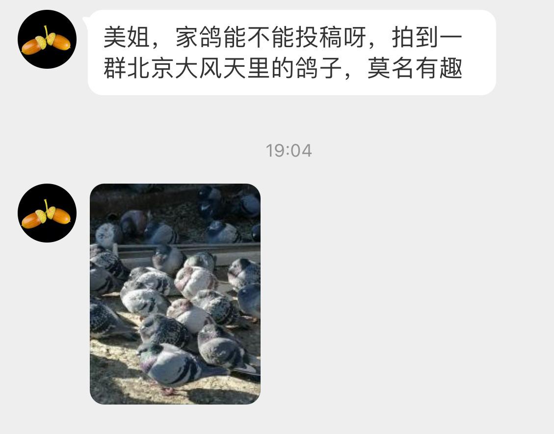 鸽友聚会！冷得脖子都缩起来了，好肥！ ​​​