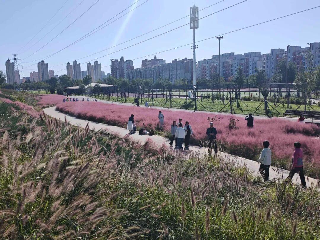 【石家庄东垣古城遗址公园花海上线】近日，石家庄东垣古城遗址公园大片花草悄然盛放，