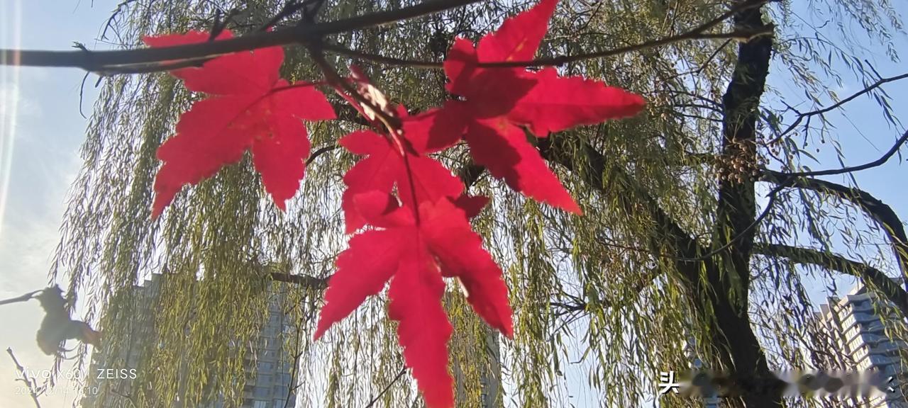 随拍记录冬日的树木风景分享