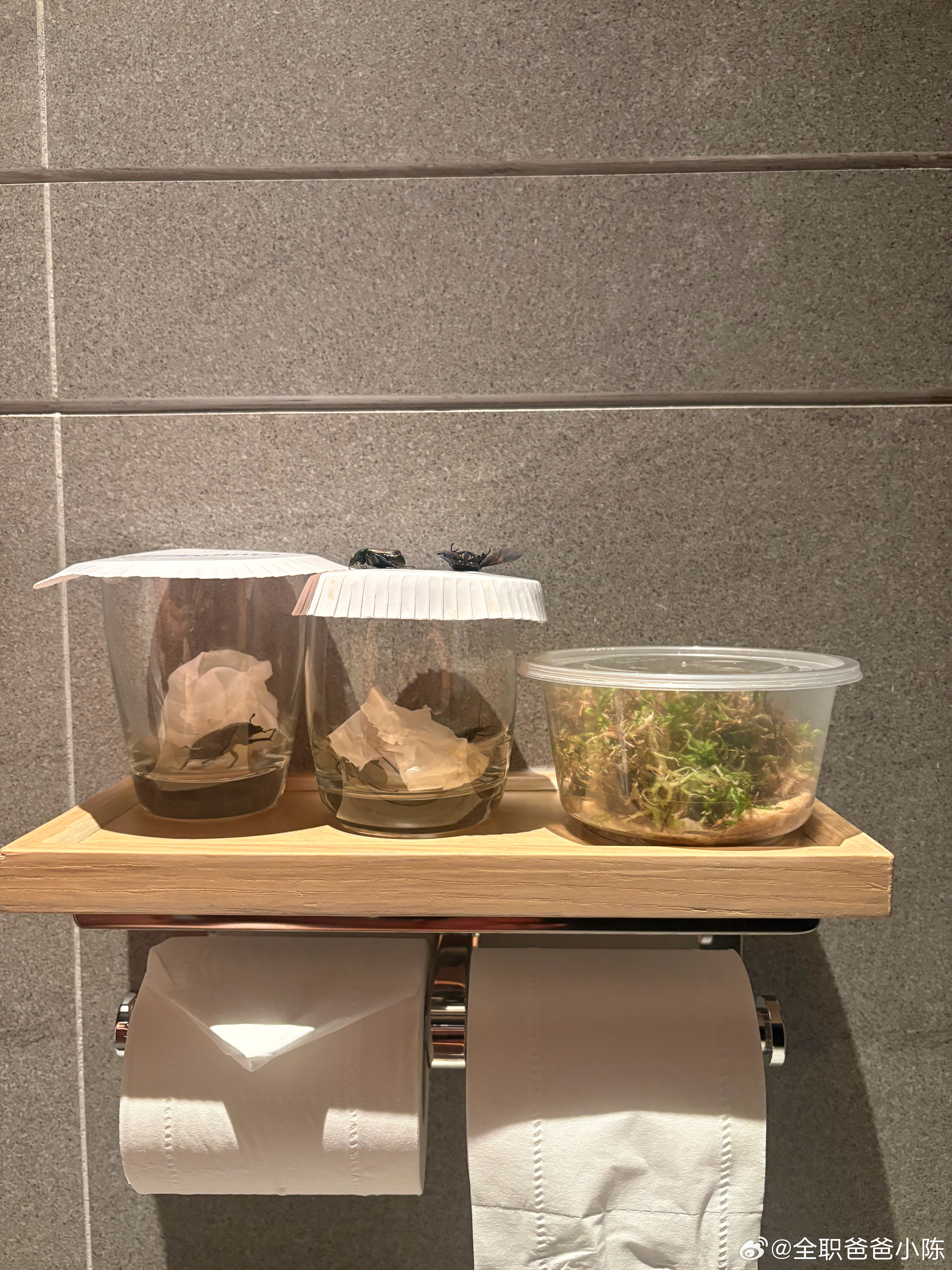 刚才坐在马桶上，一直听到窸窸窣窣的声音，半天没发现是哪传出来的。扭头一看，原来艾