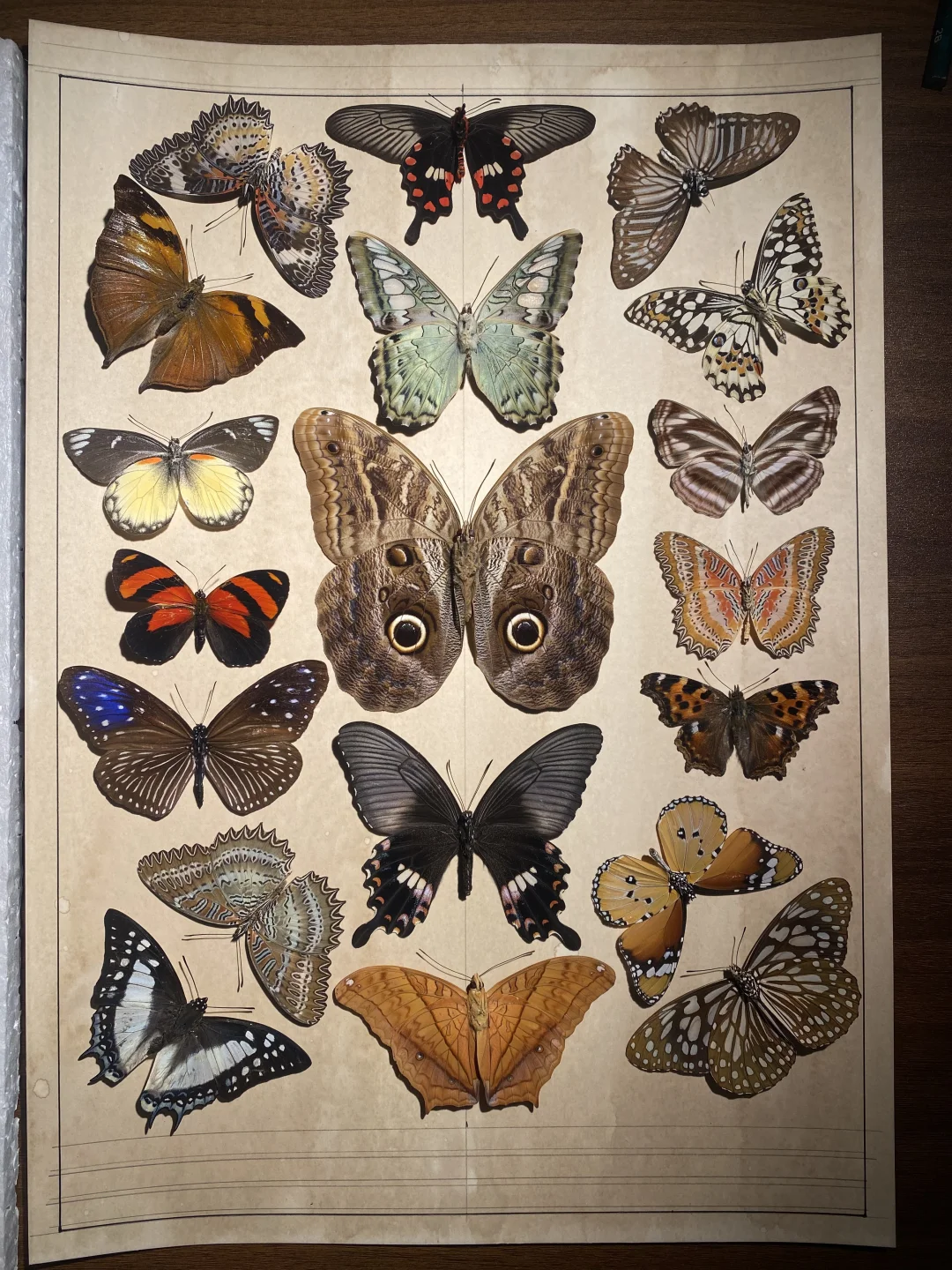 蝴蝶标本图鉴排版的日常