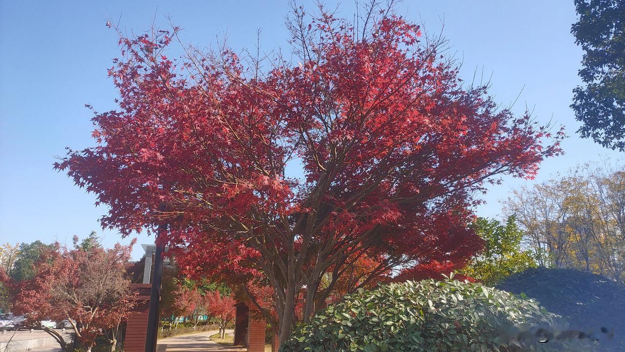 《潭州枫日闲行偶感》
潭州晴日暖金风，枫叶燃红正季浓。
饭毕闲行幽径里，心安且作