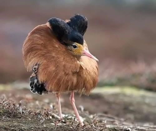 Ruff (流苏鹬,Calidris pugnax) 是来自斯堪的纳维亚的一种长