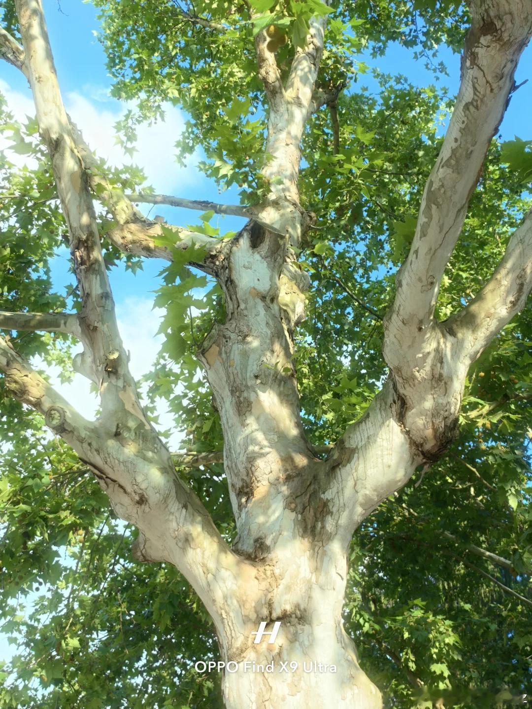 柔光点亮整个夏日明亮炙热的夏天光影层叠交错忍不住掏出手机疯狂拍照打开OPPO的大