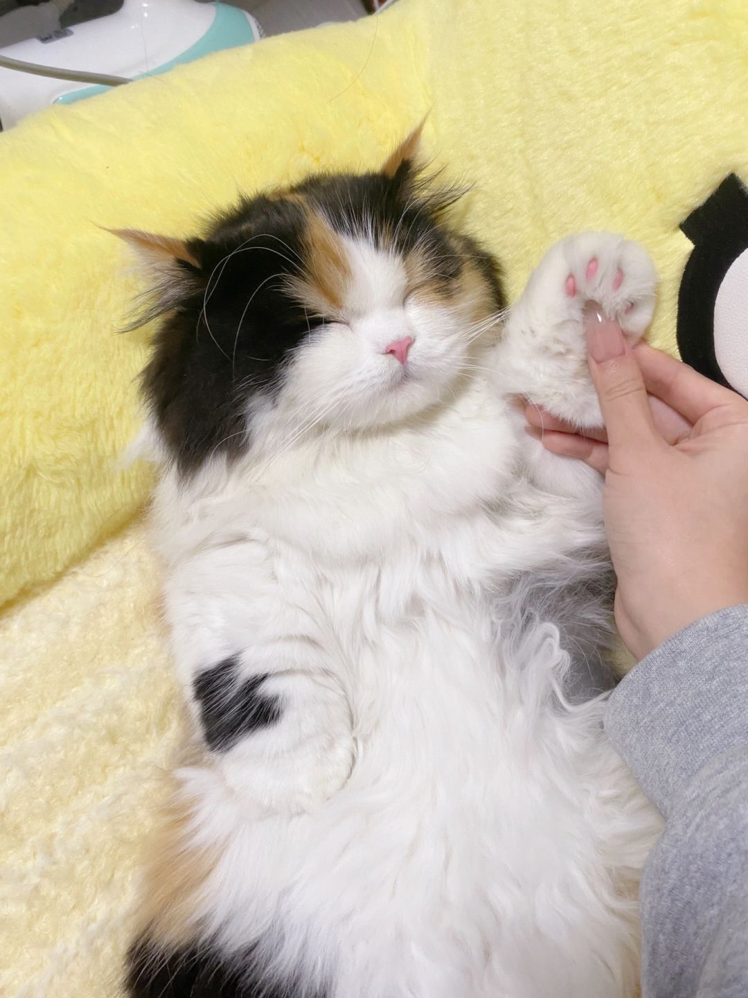 小猫向你伸出圆手