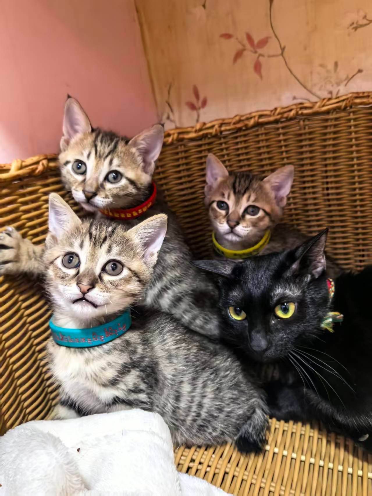 小猫给主人把脉面色凝重我的梨花们也超级会把脉。 ​​​