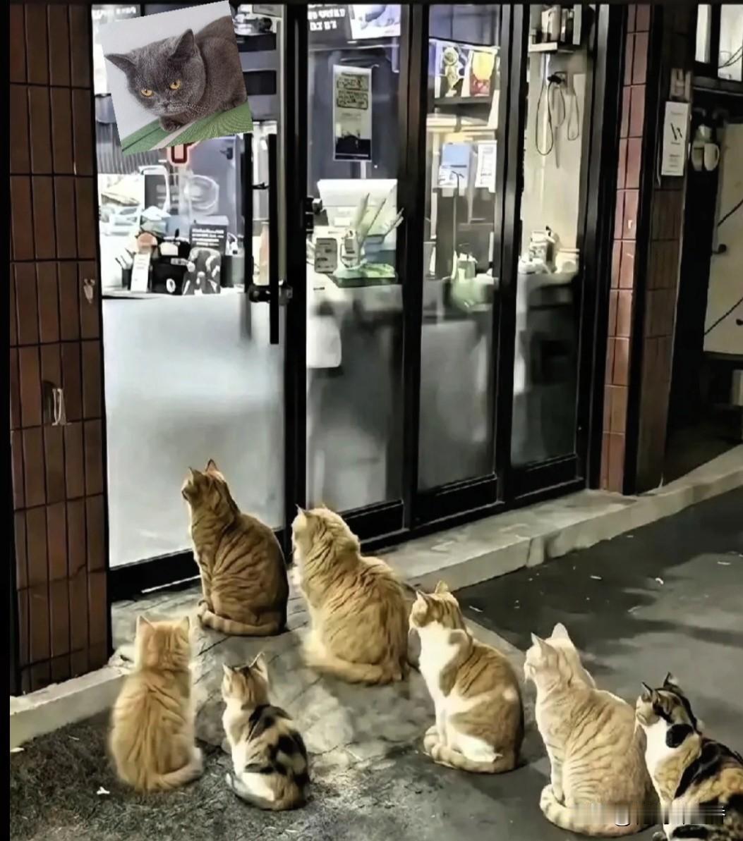 杭州烤肉店
成“猫咪打卡地”！
20多只流浪猫排排坐等投喂～
 
暖心老板 流浪