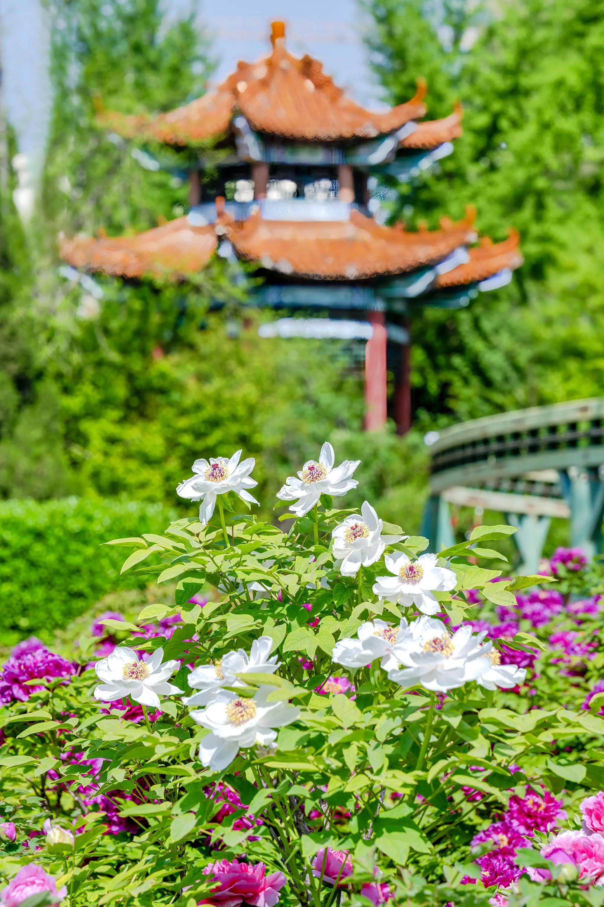 唯有牡丹真国色，花开时节动京城！郑州人民公园牡丹已盛开（2026.4....