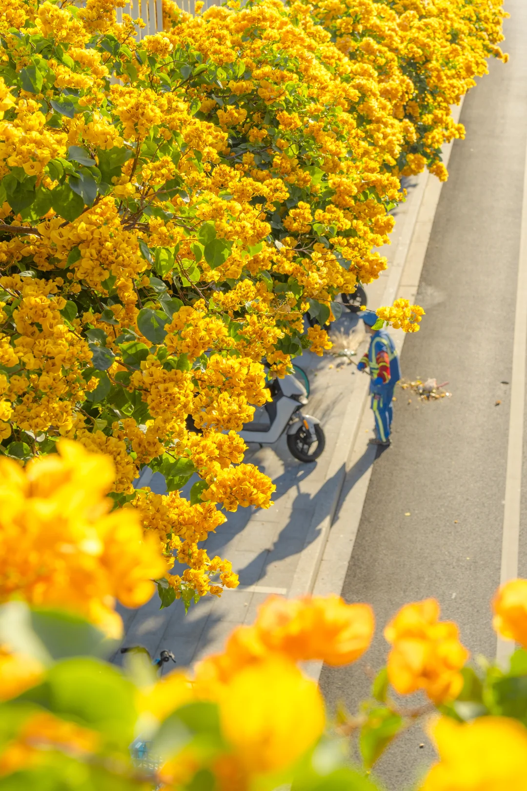 超爱广州的灿烂冬日！算了你肯定觉得没意思