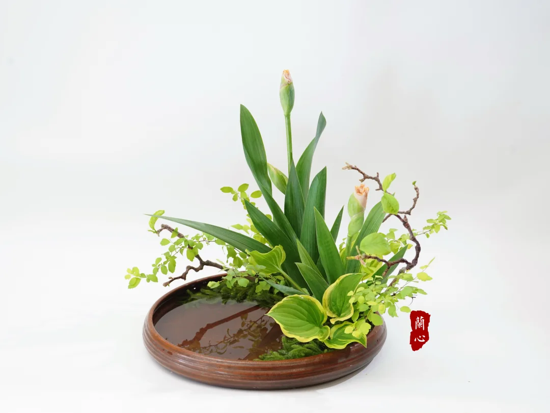 写景自然 | 德国鸢尾