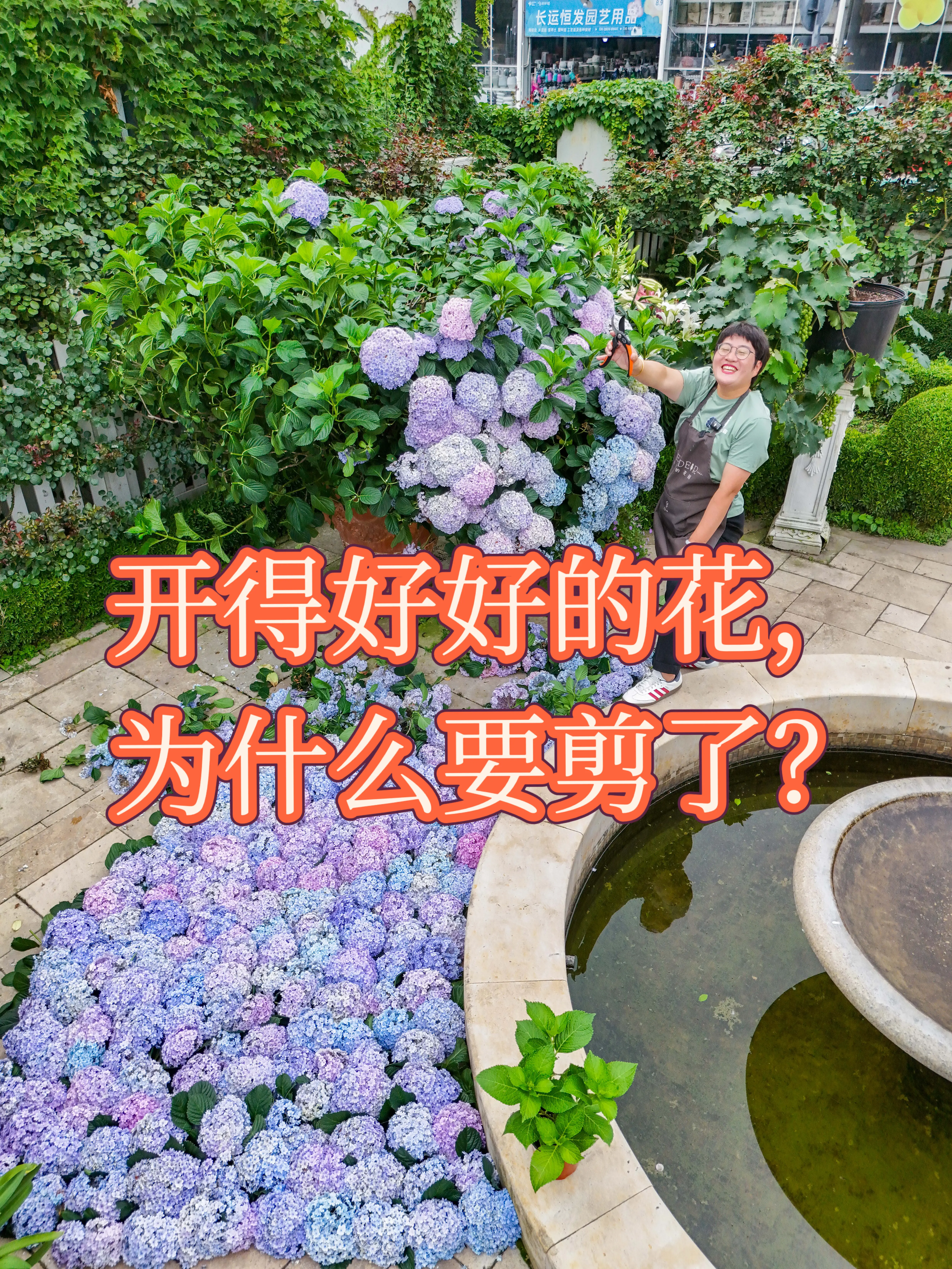 你是不是有很多问号？。为什么要剪这盆绣球？  这盆花手鞠，今年花量38...