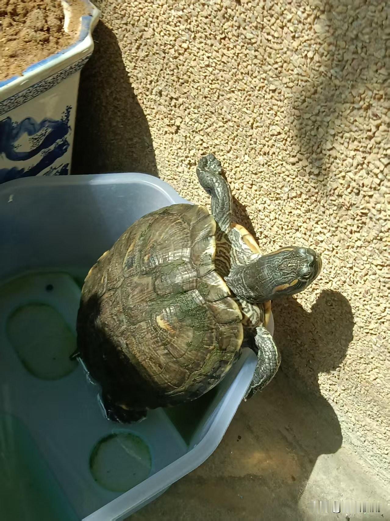 我家龟龟也太会享受了吧！
 
看看我家这只巴西龟简直成精了！
大太阳天直接自己爬