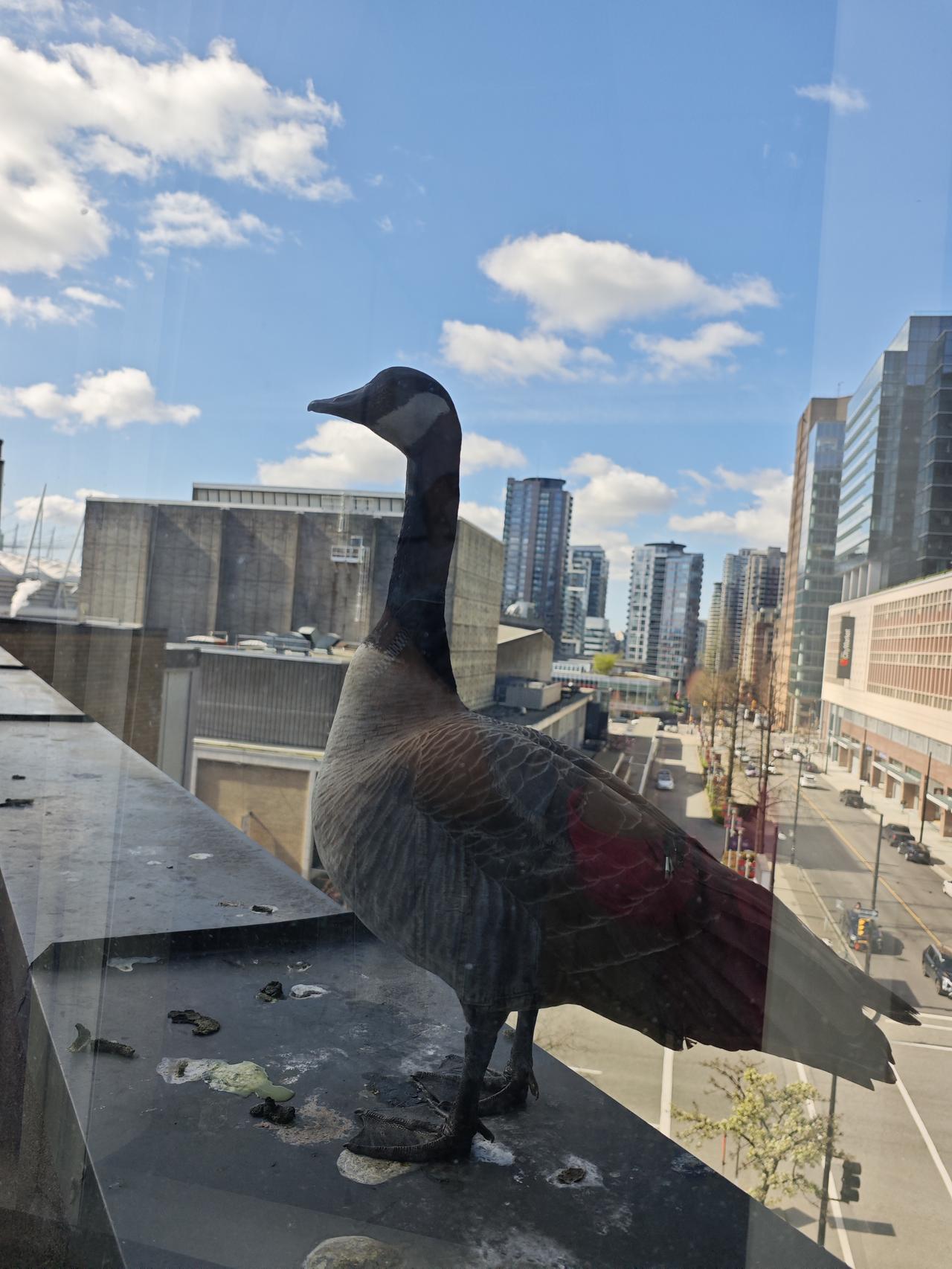 60+在温哥华政府资助的热门领域学习，昨天开始给我们安排实习了!

全班17人，