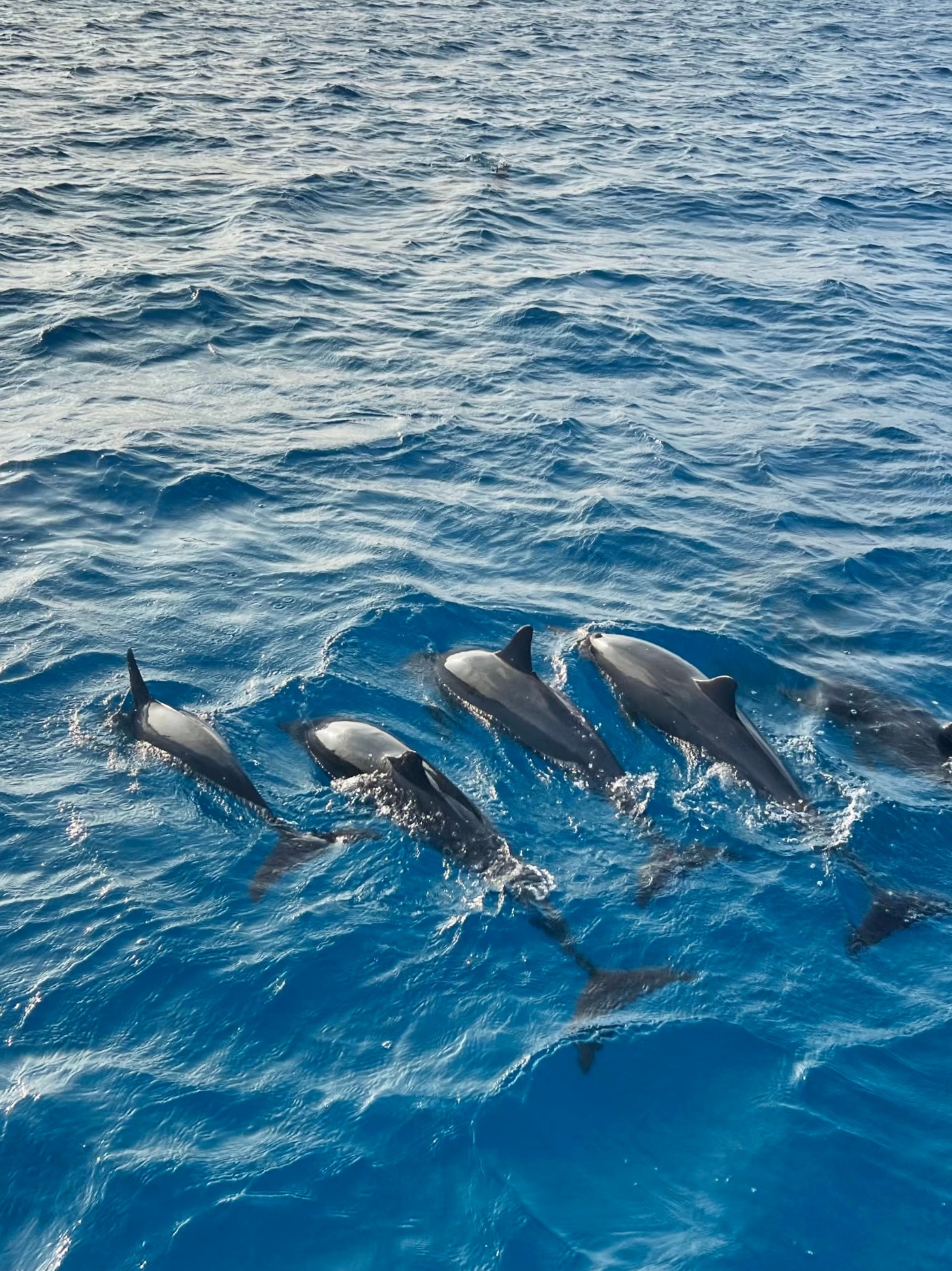 Maldives🌊🐟🫧赤道纬度的明媚阳光印度洋的惬意海风玻璃蓝般的无尽大海