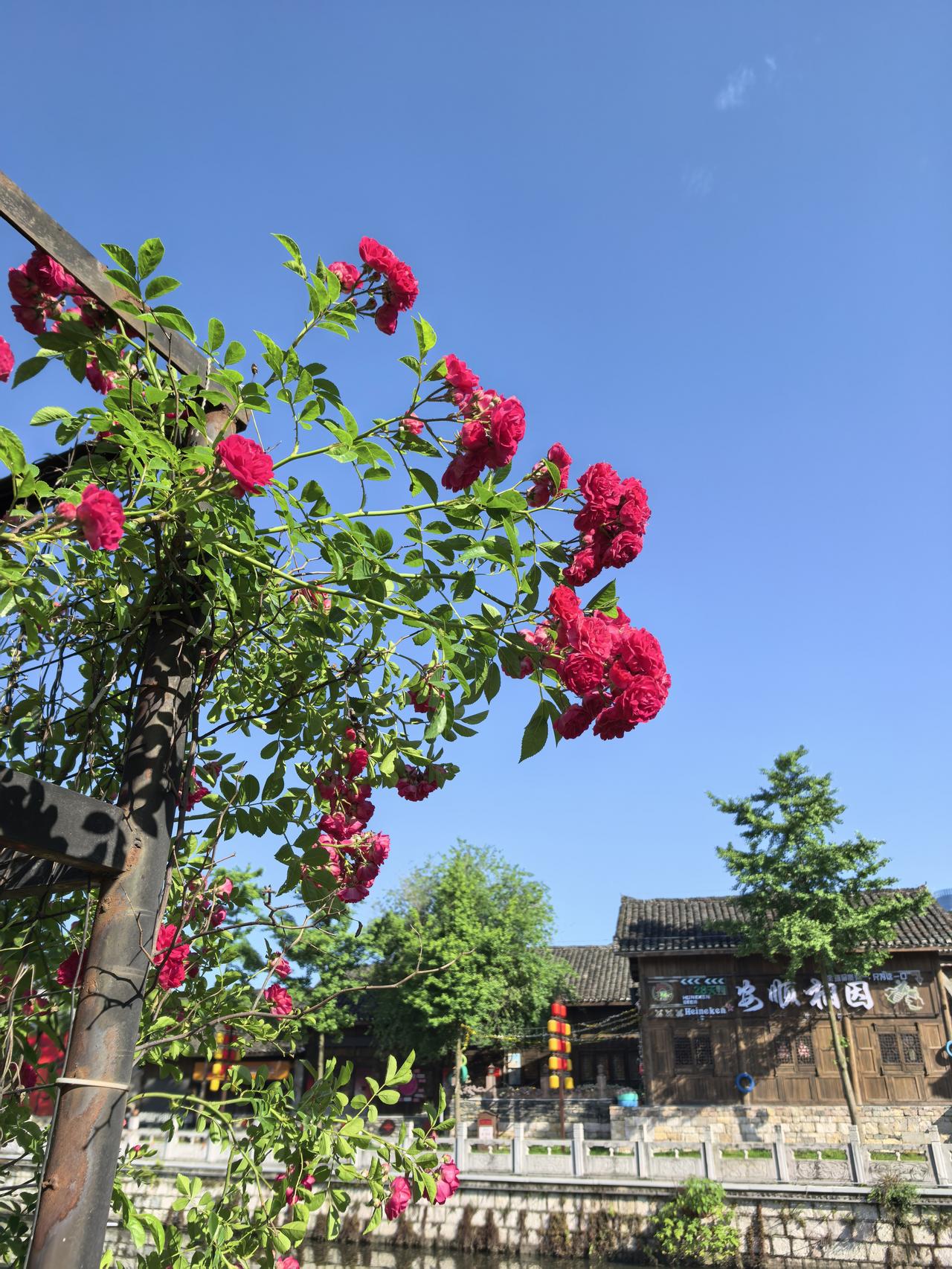 分享一张自然风景的照片蓝天映红花，水清倒影美。