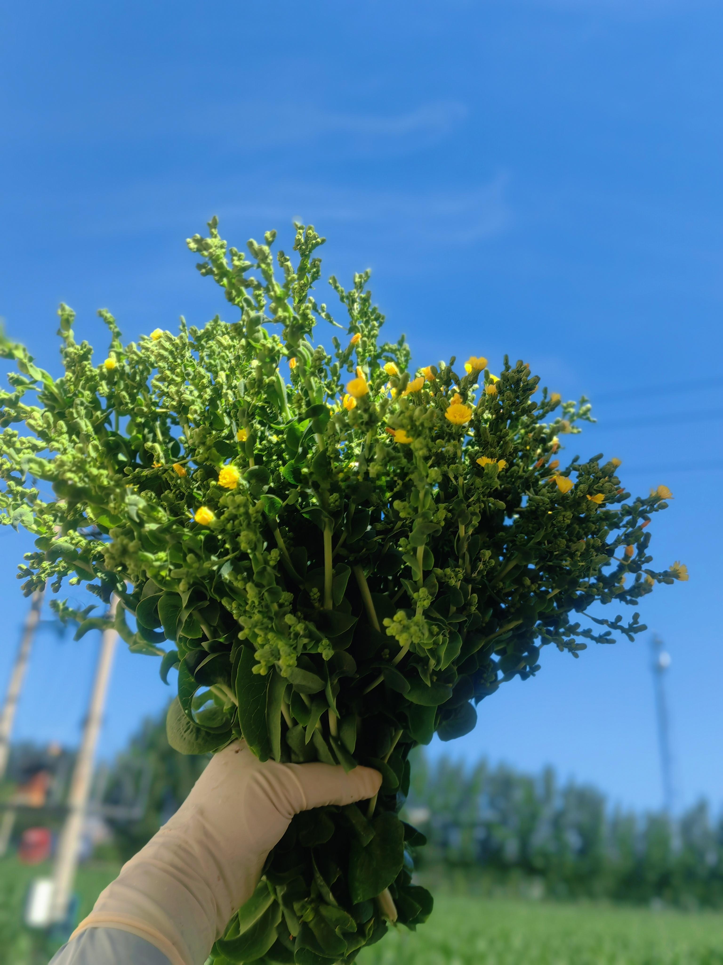 生活手记莴笋今年菜园首种两垄，开篇就长势喜人。因为第一次种，真是边学习边伺候它们