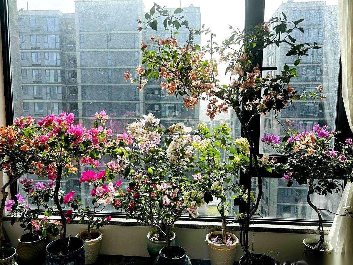家里这一方小天地，硬是被我塞进了60多盆三角梅。
这不仅是入了坑，简直是把自己“