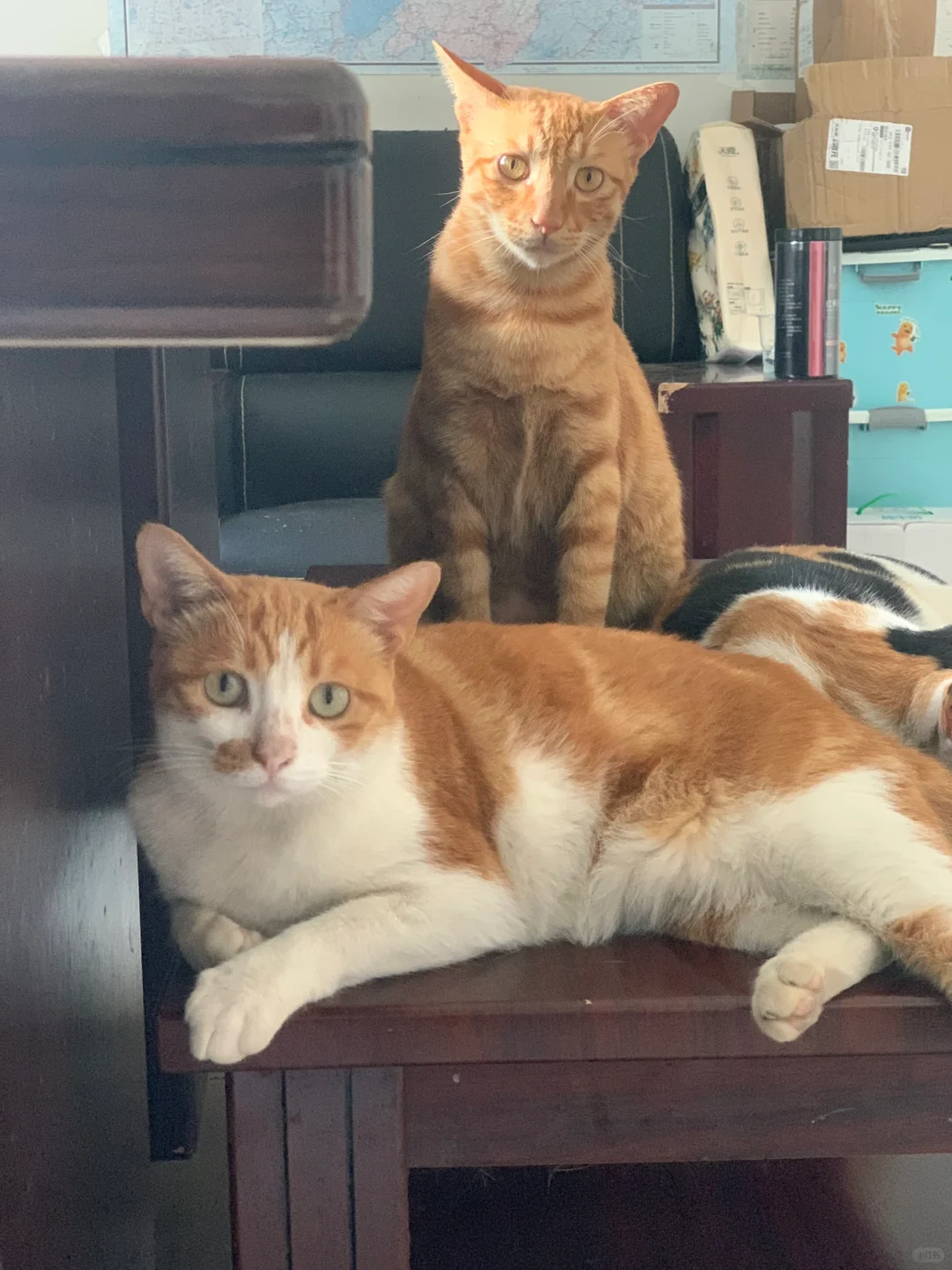 近期一些有关猫狗龟的照片库存