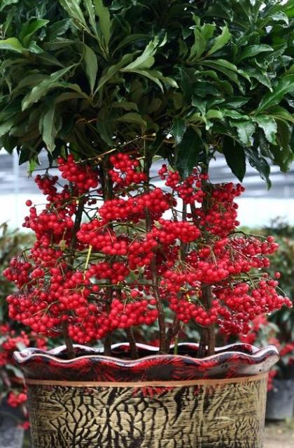 富贵籽:喜庆吉祥的寓意之外，还因为结果数量很多，所以也能寓意着多子多福，祝愿家中