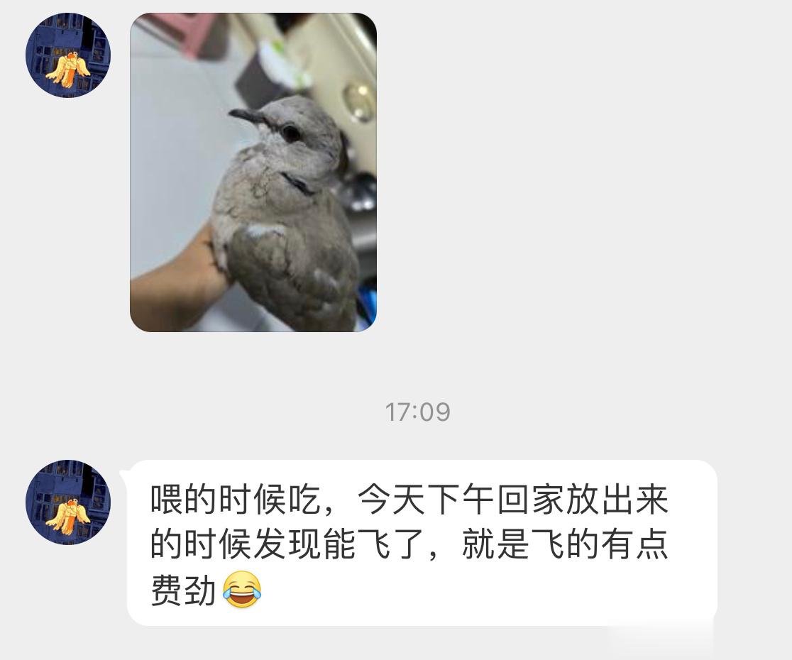 #鸟粉投稿# 捡到一只【灰斑鸠】照顾了几天，状态比之前好多了多吃点快飞走！ ​​