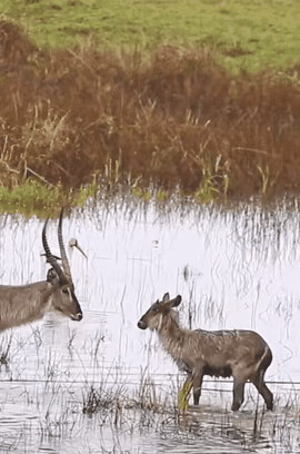 大人的恩怨不能留给孩子，这只羚羊的做法太绝了，因为斗不过小羚羊的爸妈，心生仇恨，