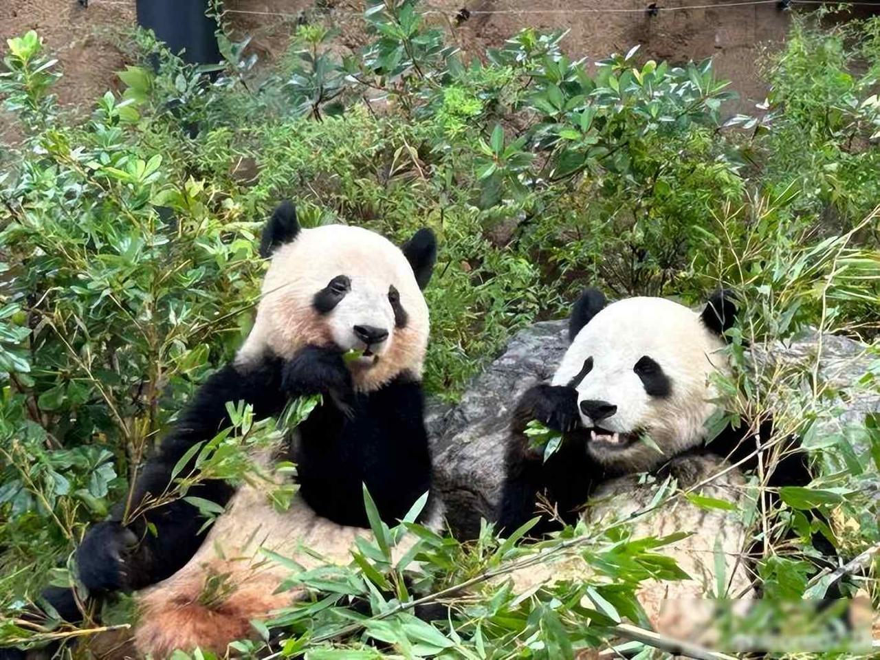 最后两只熊猫打包回国，高市早苗一句狂言，换300亿日元天价账单
2026年2月，