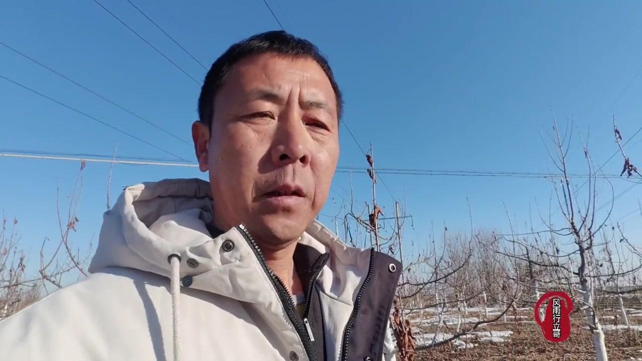 晚熟大樱桃科迪亚有多绝？🍒科迪亚樱桃晚熟品种，比冰库晚熟7-10天，高端市场很