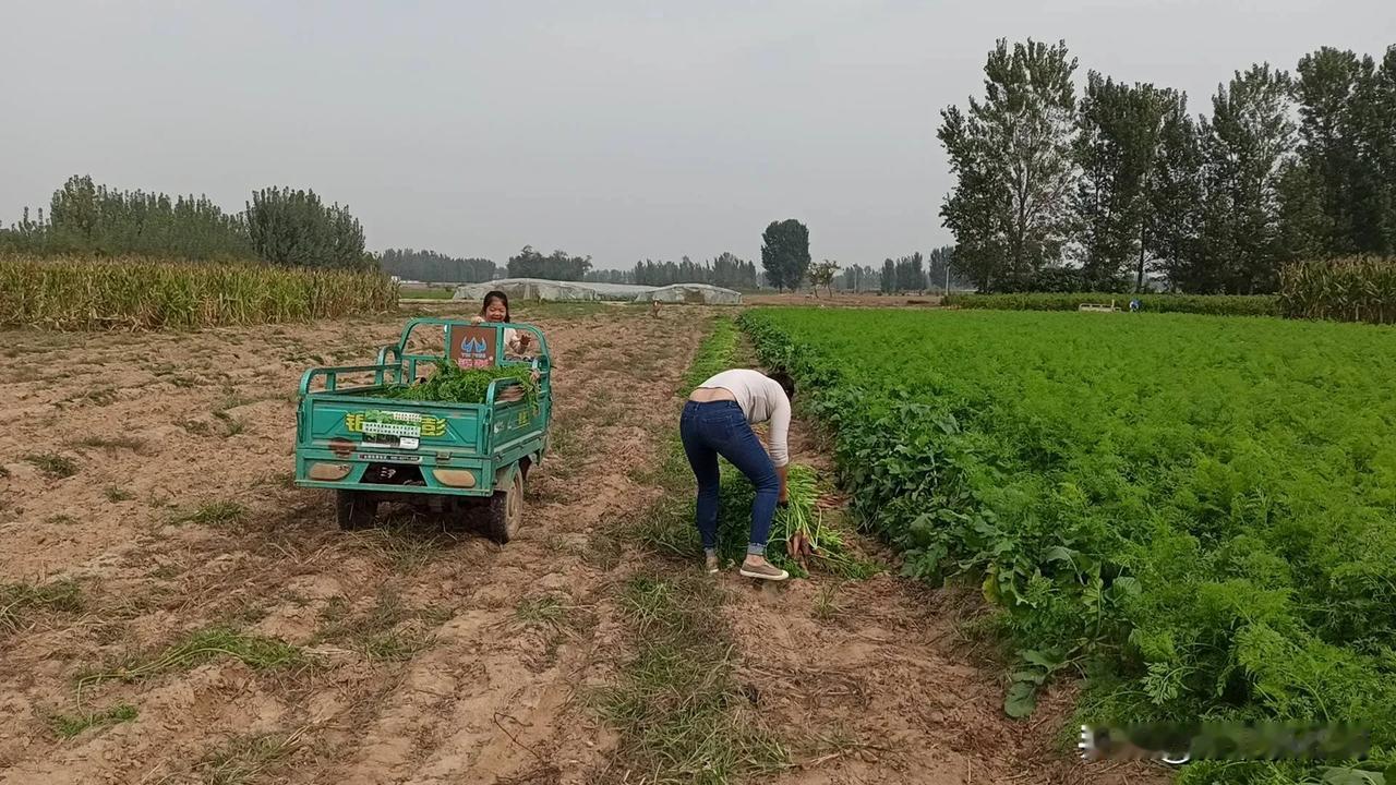 随着春季气温的升高，开始重新生长并返青的过程。以下是小麦返青时需要注意的几点：