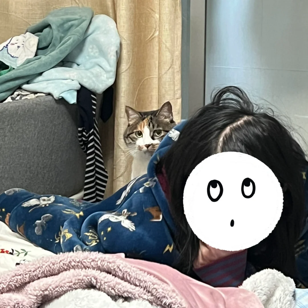 大家好，我是中国小猫