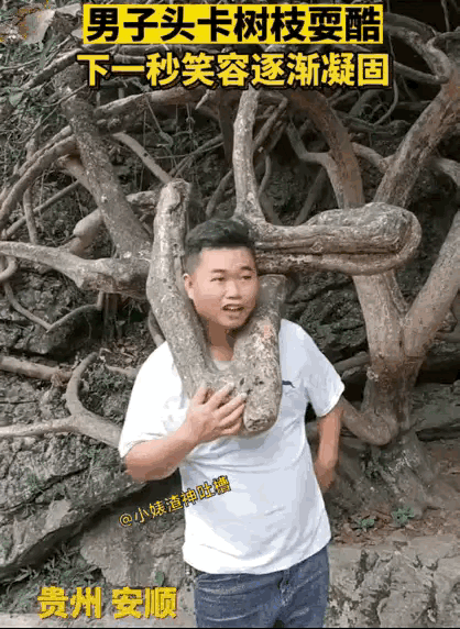 小伙子到景区游玩，路边一棵造型奇特的三角树杈吸引了他的目光。他凑上前仔细打量，觉