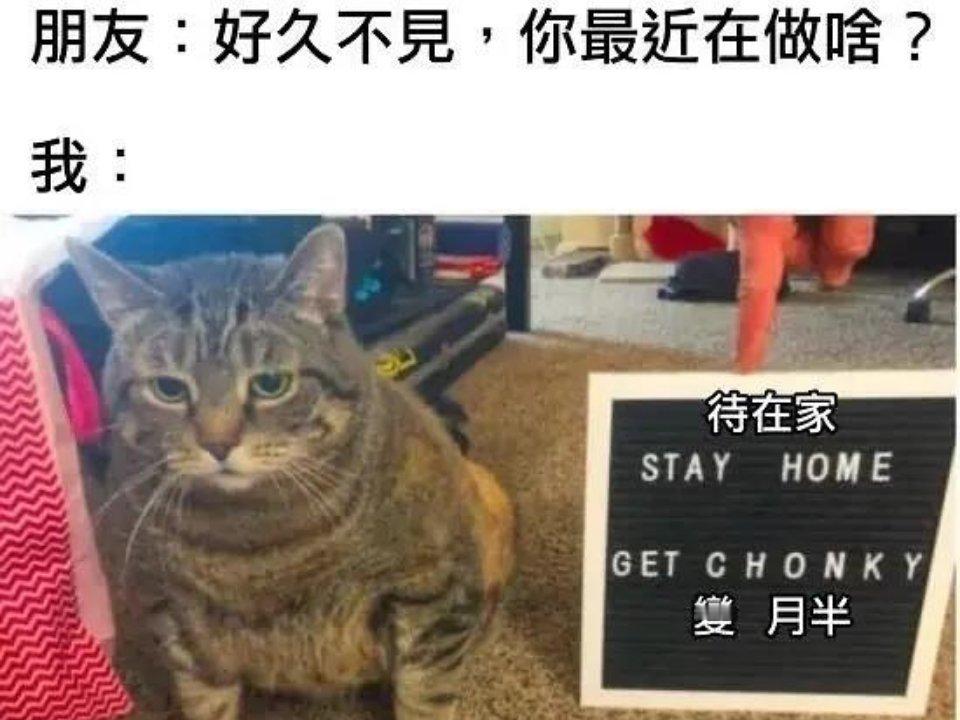 最近猫meme ​​​
