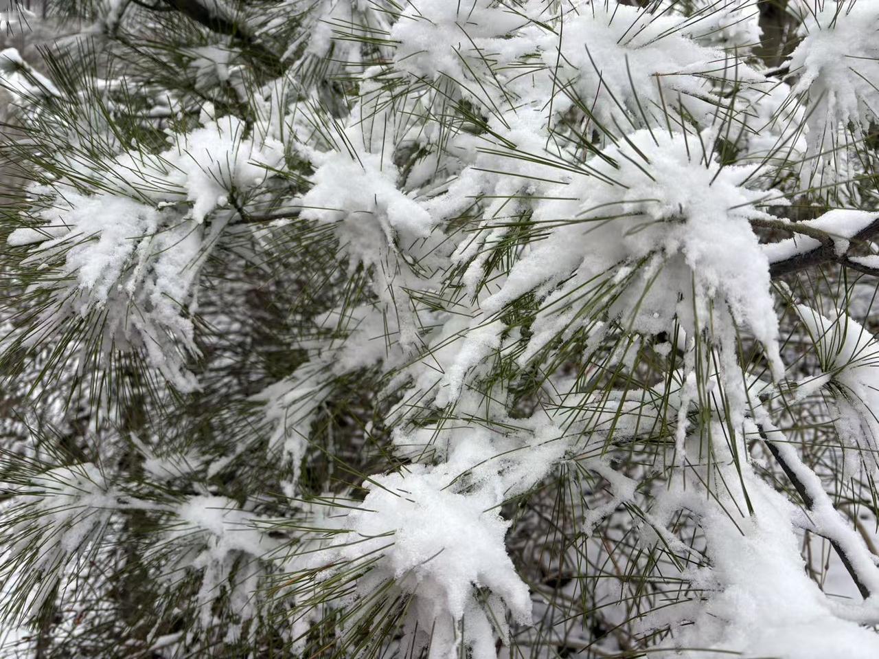 你生活的地方,每年会下雪吗?在北京，冬天下雪并不多，而且也都不太大，春节过后这场