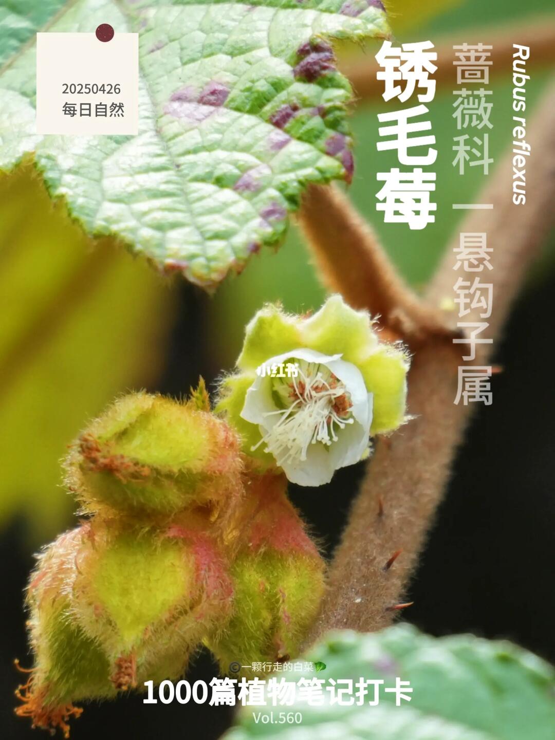 植物笔记560｜小心！山野版带刺的温柔
