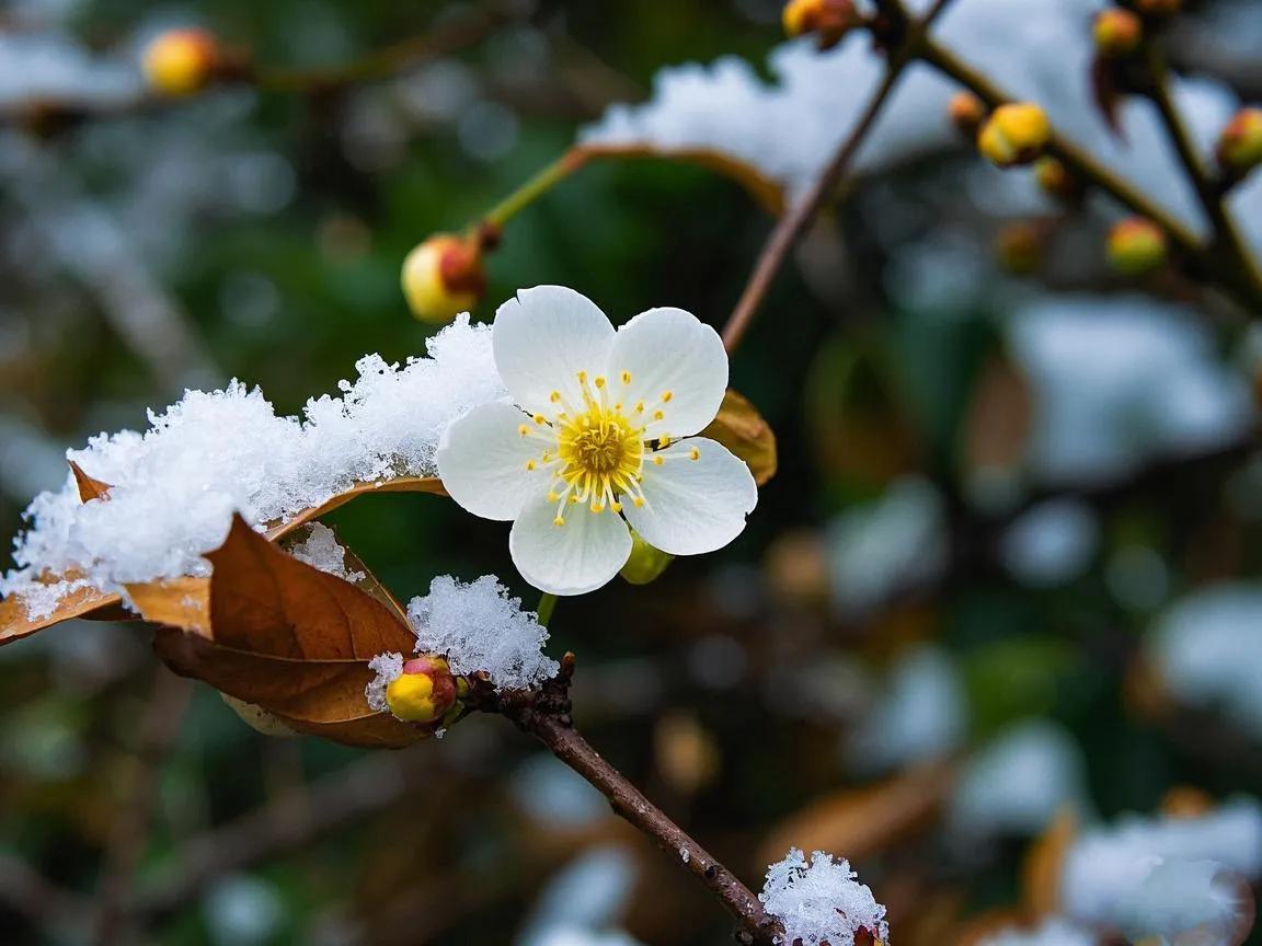 上联：冷蕊素心残雪香
下联：[火炬][火炬][火炬][火炬][火炬]