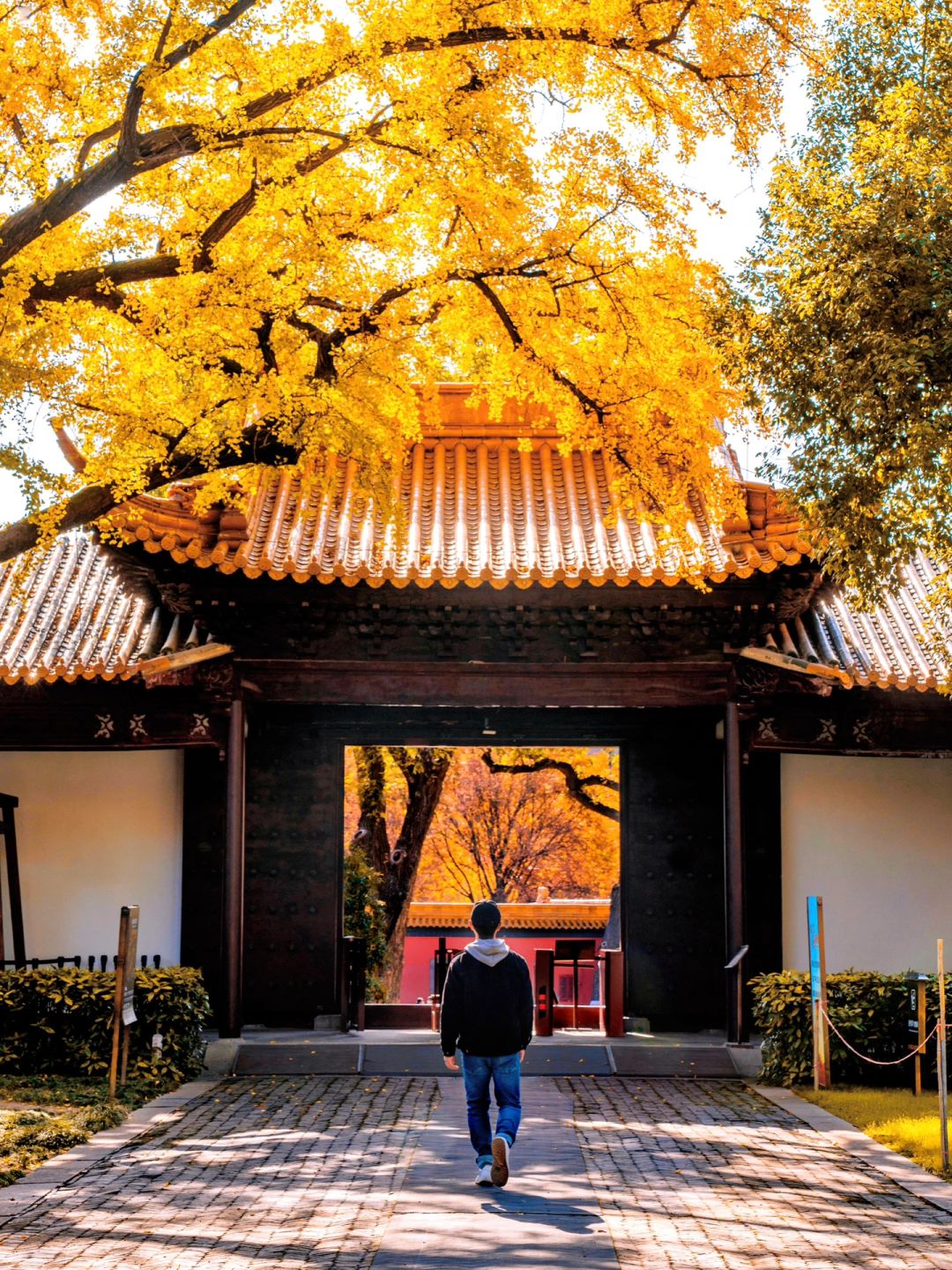 别只去灵谷寺‼️南京这处百年银杏已达巅峰了