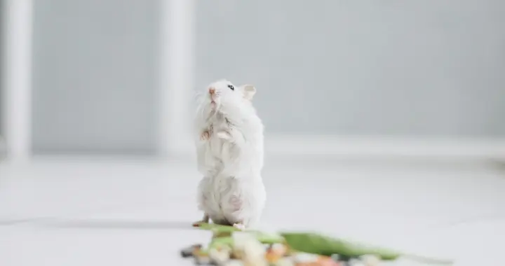 小鼠实验有效的药物进入临床就失效？答案可能在它们的食盒里