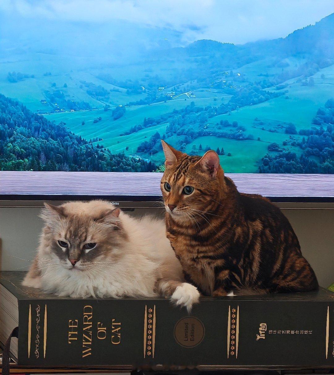 不爱吃真鳕鱼 爱吃狭鳕鱼猫猫的口味真有意思 