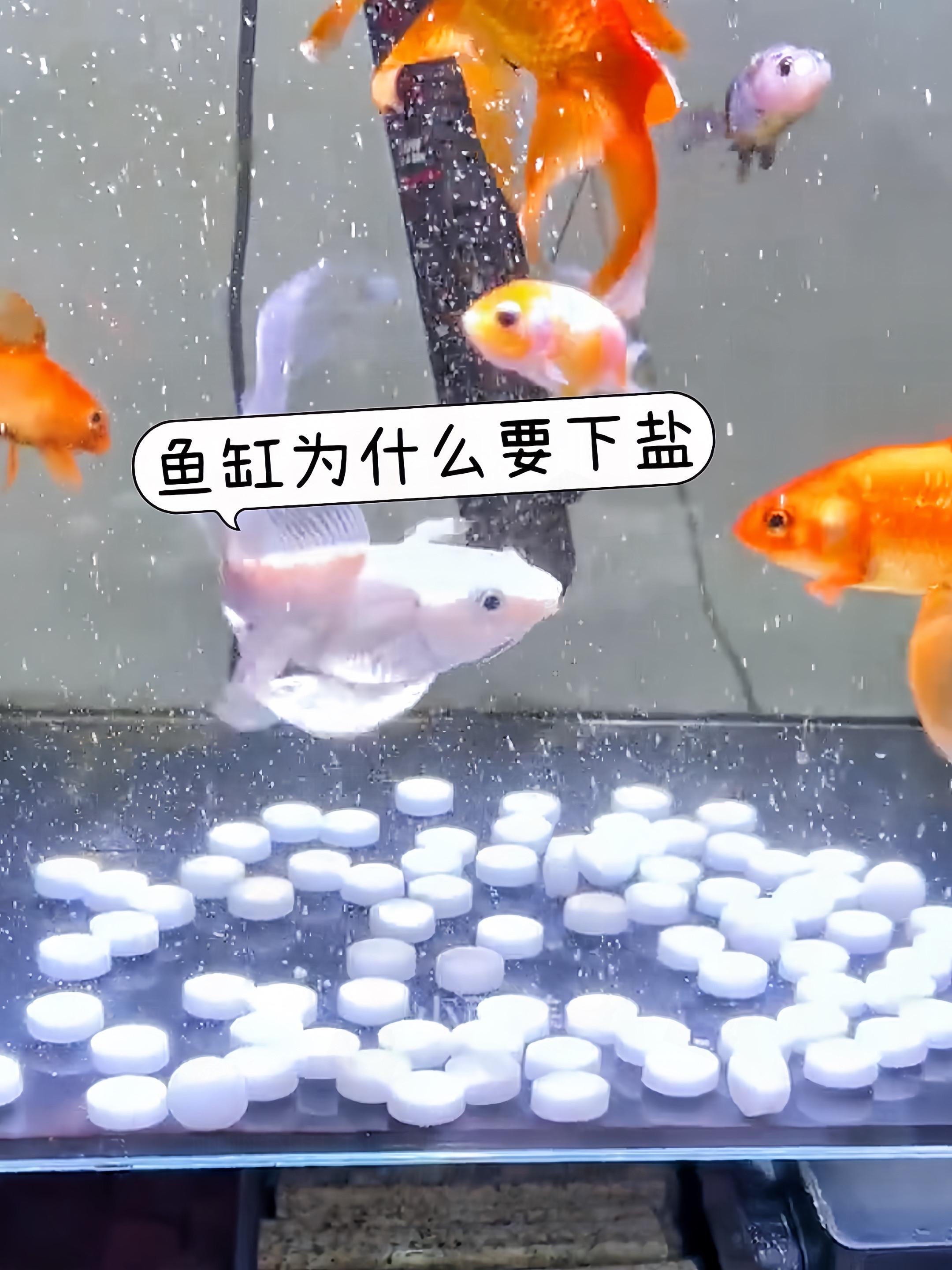 养鱼之路，水质为基。观赏鱼通用盐，专为呵护观赏鱼而生。它能有效软化水质...
