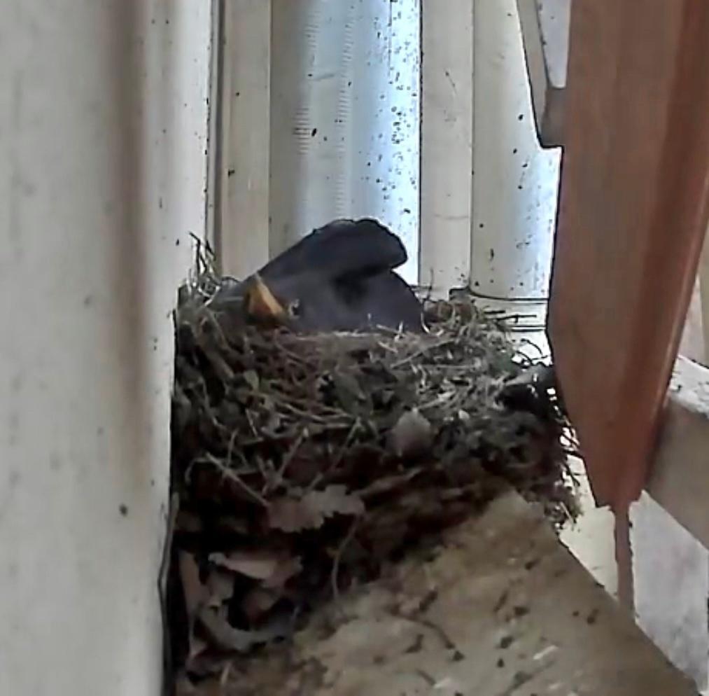 #鸟粉投稿# 窗外筑巢的【乌鸫】，下蛋🥚喽！窝还挺精致  跟它做邻居就偷着乐吧