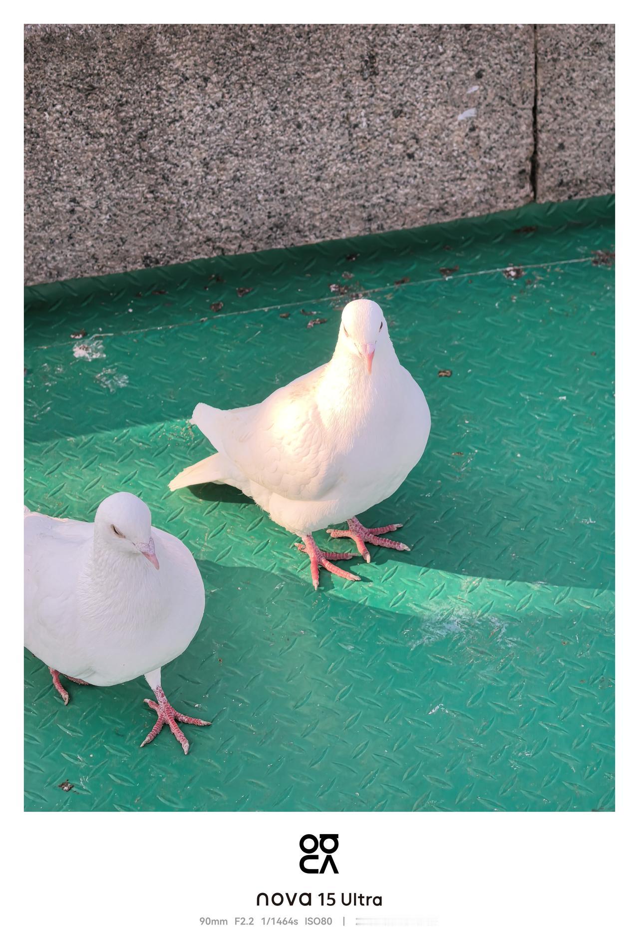 抓拍白鸽🕊
手机拍照 记录时光 留住美好 
华为nova15u