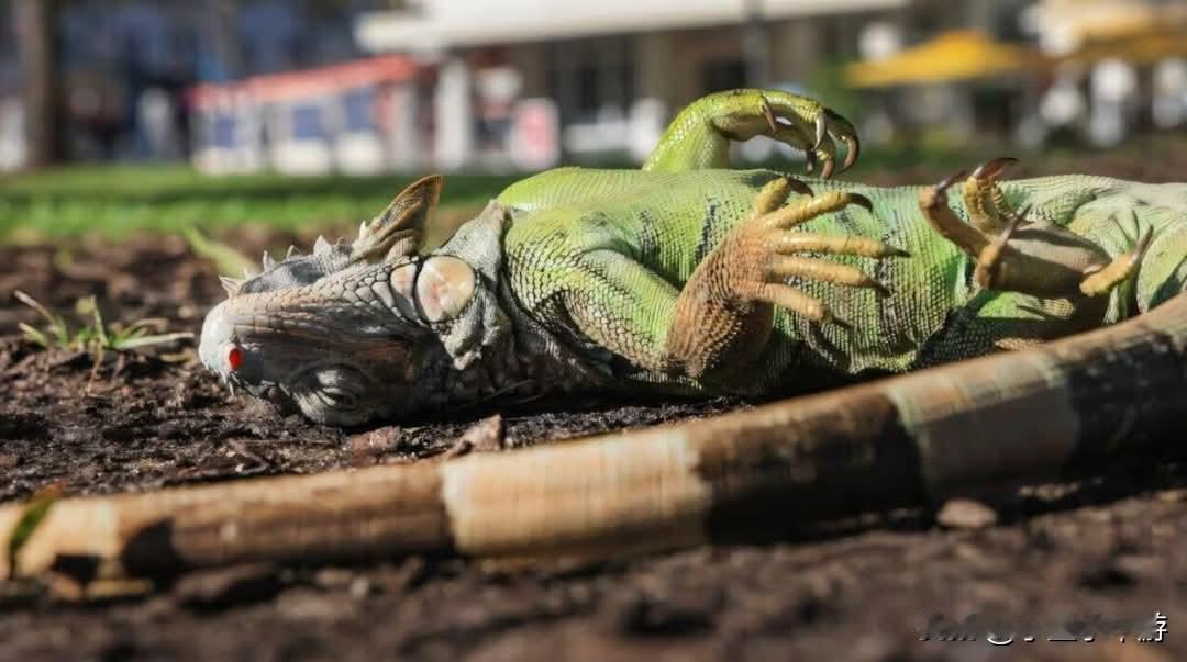 美国佛罗里达遭罕见寒潮，原本在树上活动的野生鬣蜥因气温骤降而被冻僵，从树上掉落，