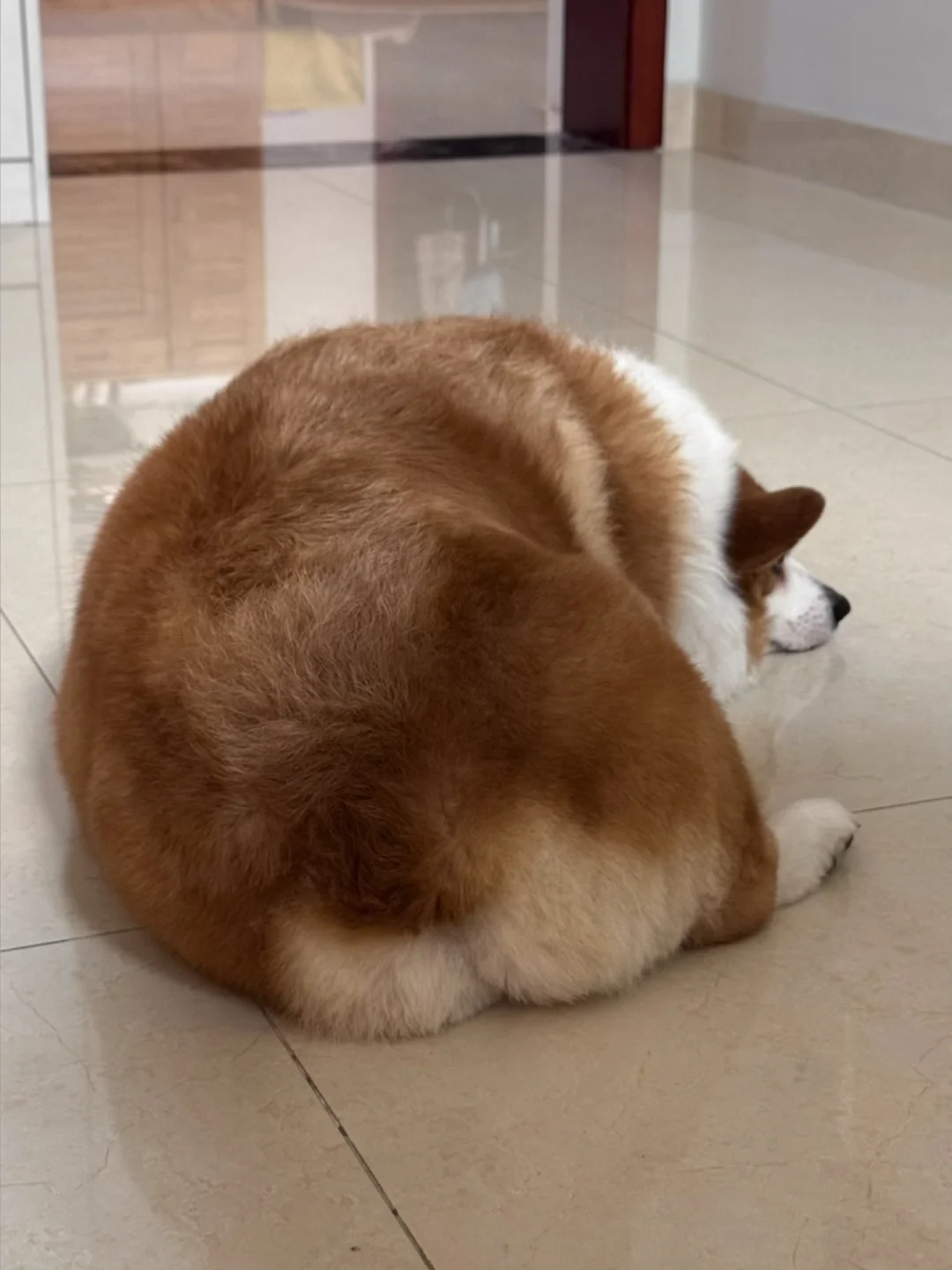 人，吾胖乎乎？？？🐶