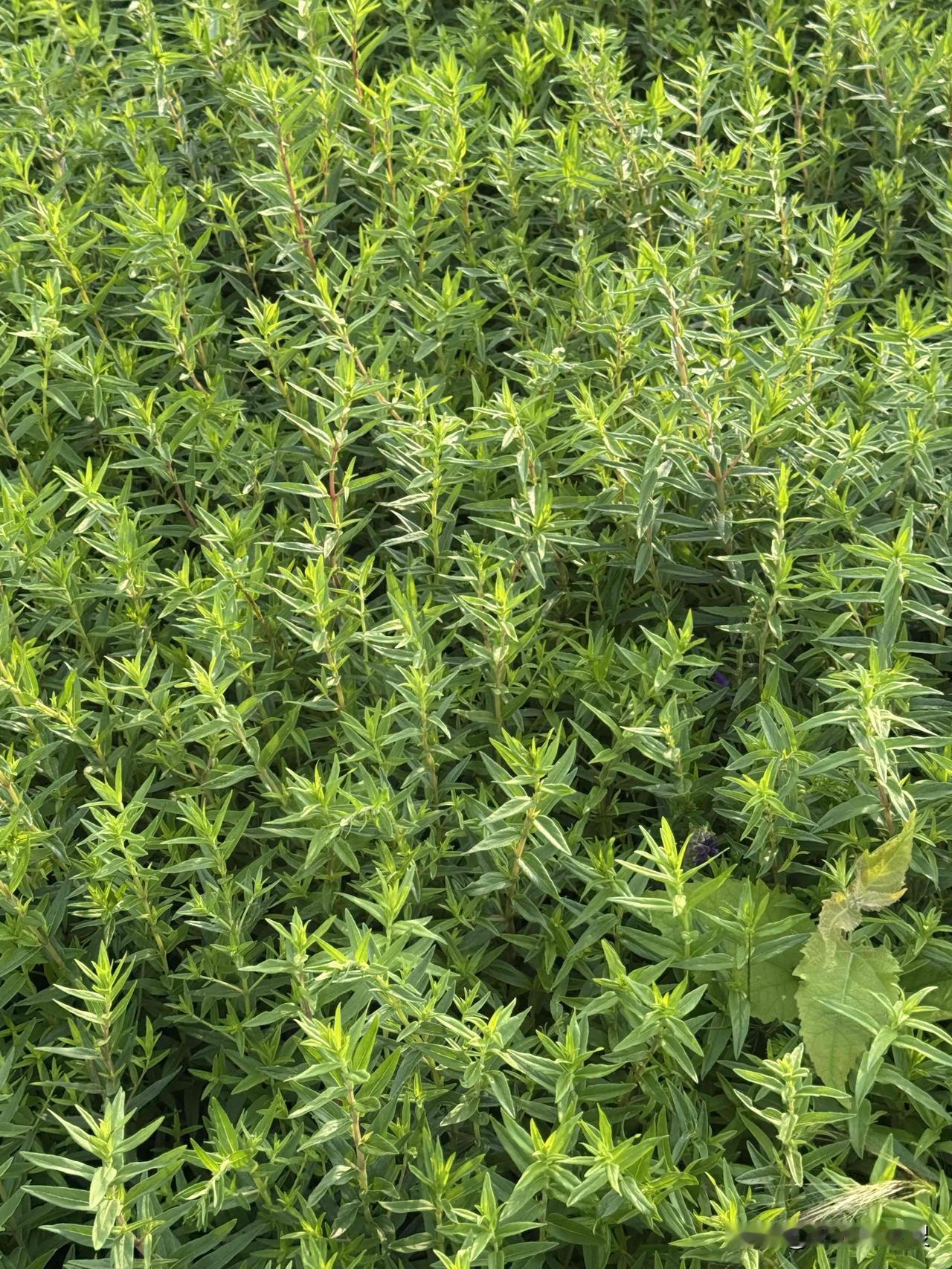 看看这几张图，你认识是什么吗？
我知道这是什么：
第1张图是柴胡。
第2张图是油