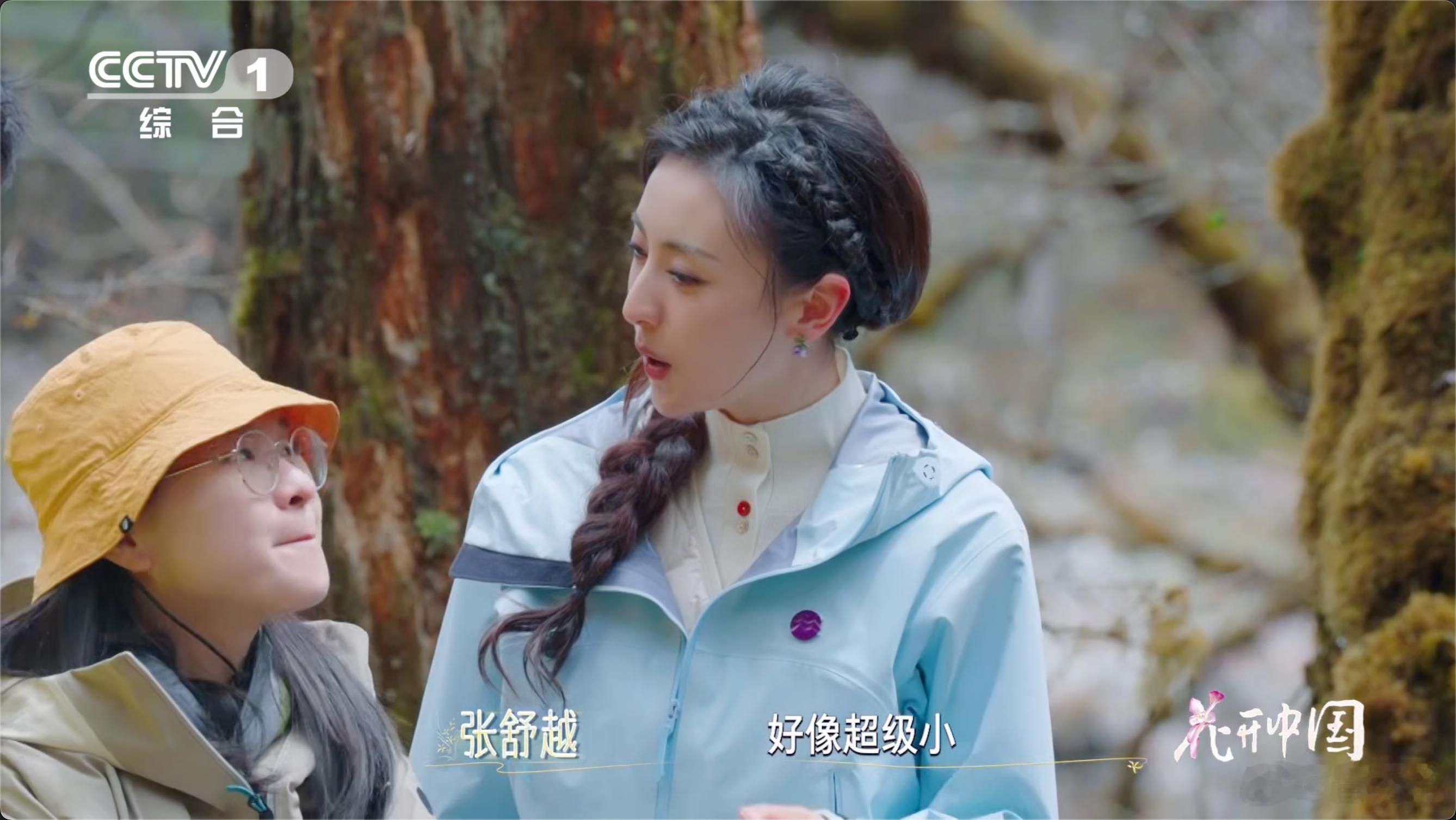 高山杜鹃生长近20年才开花树高几十米种子却比芝麻还小  一棵成年高山杜鹃能开出成
