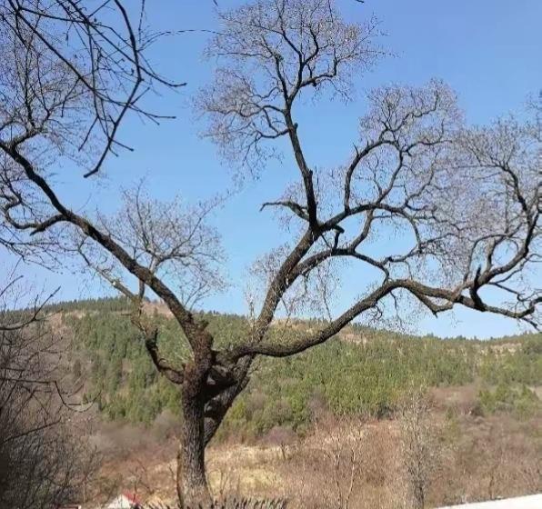 “全世界只有一颗，就在中国！”在第四纪冰川时期前就存在的“宝树”，如今早该灭绝，