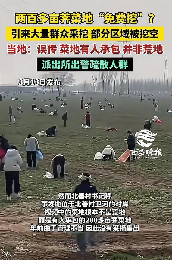 太嚣张！河南安阳，女子发现200亩荠菜，她不问主人，也不管地界，当场动手狂挖，还